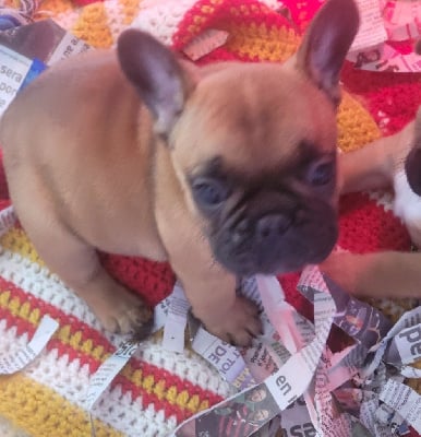 Les chiots de Bouledogue français
