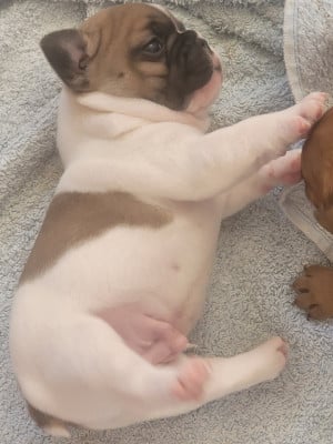 Les chiots de Bouledogue français