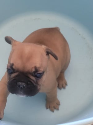 Les chiots de Bouledogue français