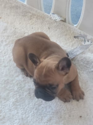 Les chiots de Bouledogue français