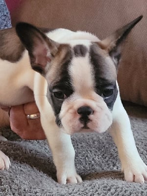 Les chiots de Bouledogue français