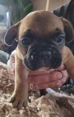 Bouledogue français