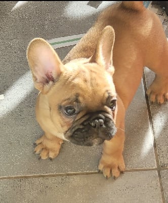 Les chiots de Bouledogue français