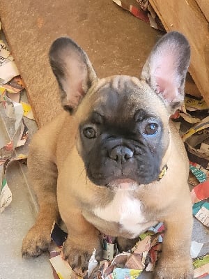 Les chiots de Bouledogue français