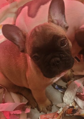 CHIOT 3 - Bouledogue français