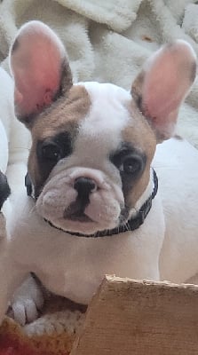 Les chiots de Bouledogue français