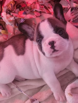 CHIOT 4 - Bouledogue français
