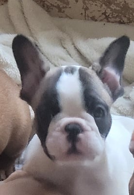 Les chiots de Bouledogue français