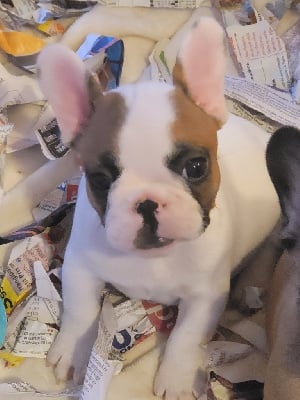 Les chiots de Bouledogue français