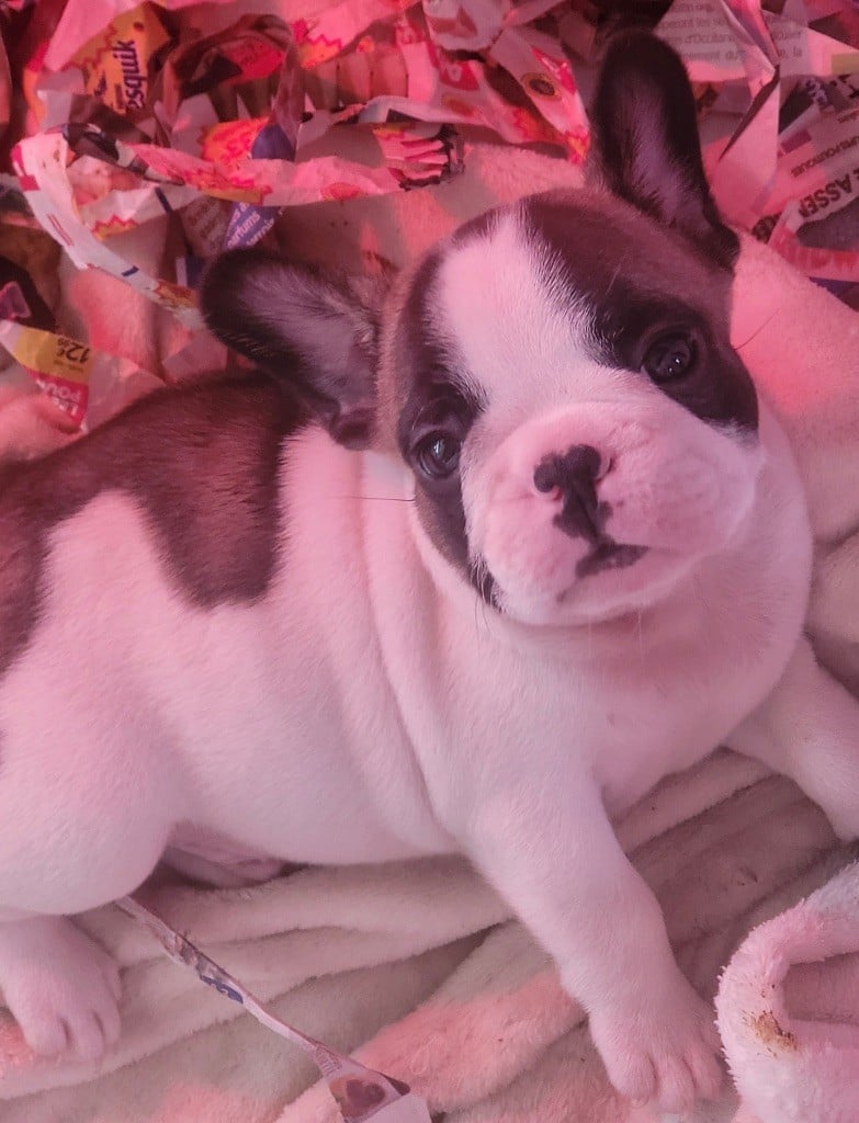 CHIOT 4 - Bouledogue français