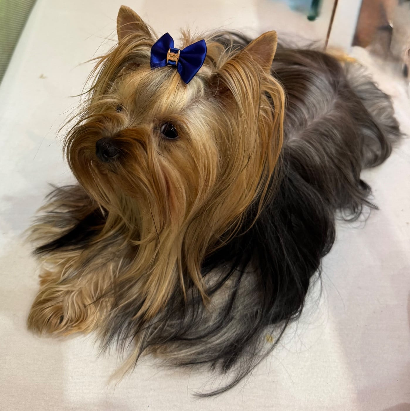 Yorkshire Terrier - De L'Etoile Celeste