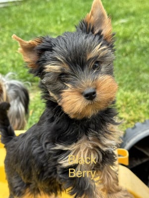 Les chiots de Yorkshire Terrier