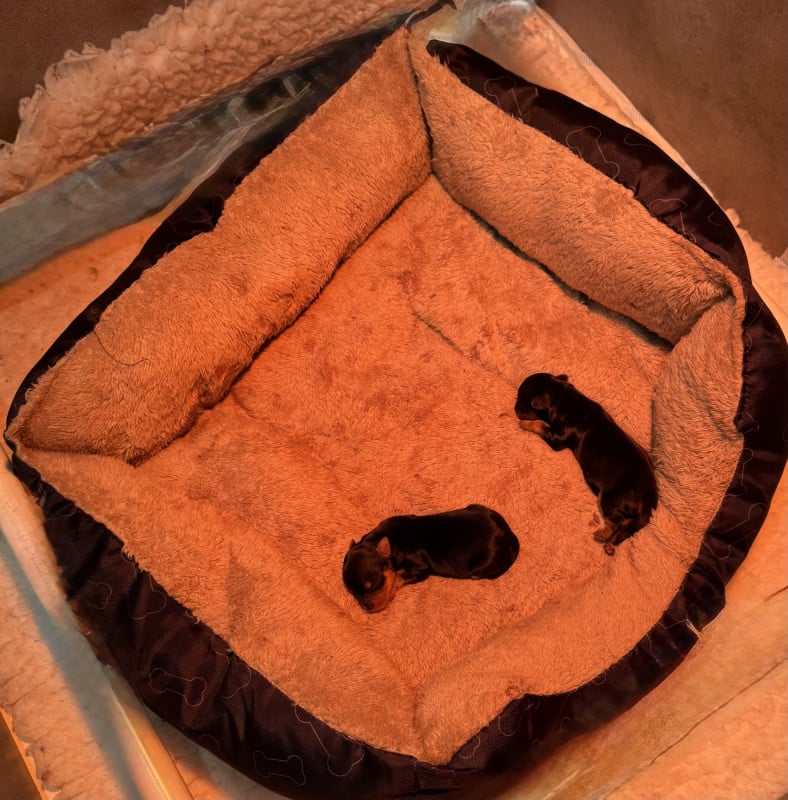 Yorkshire Terrier - De L'Etoile Celeste