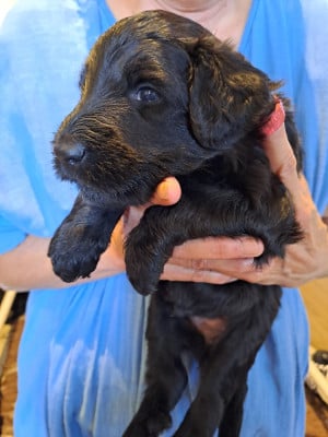Les chiots de Berger de Brie