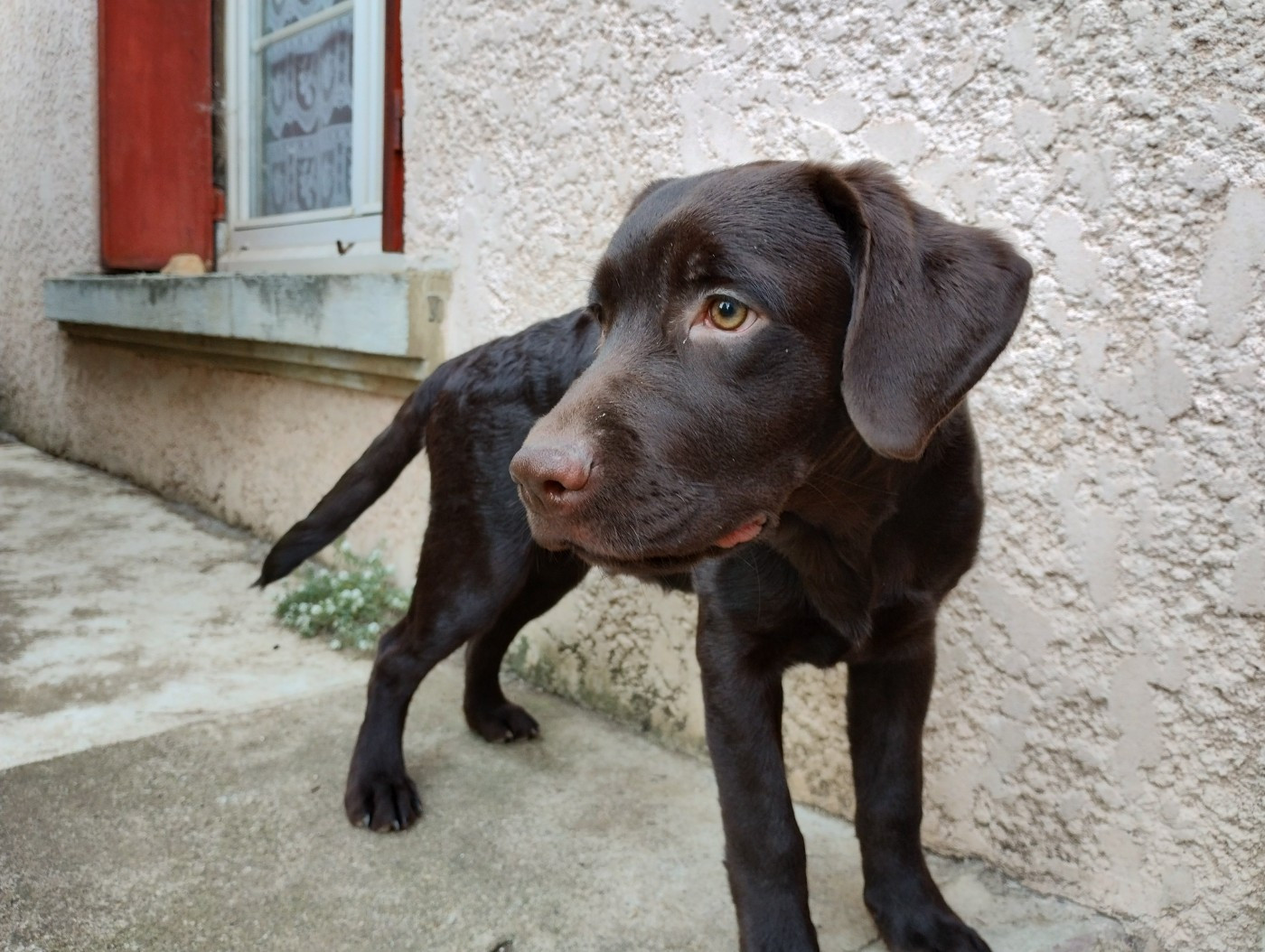 Publication : (Sans Affixe)