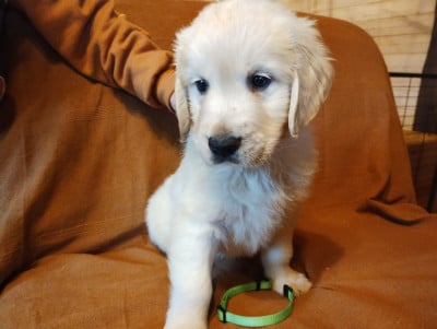 Les chiots de Golden Retriever
