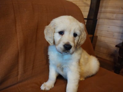 Les chiots de Golden Retriever