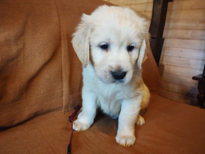Les chiots de Golden Retriever