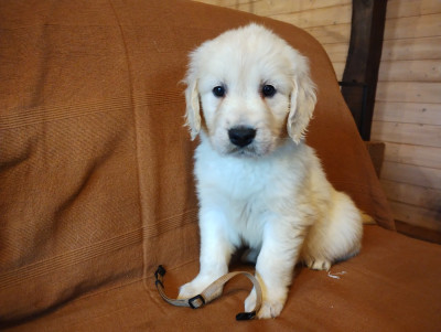 Les chiots de Golden Retriever