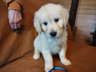 Les chiots de Golden Retriever