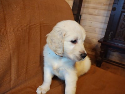 Les chiots de Golden Retriever