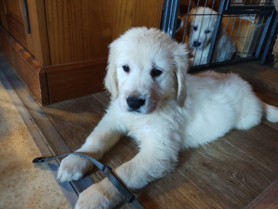 Les chiots de Golden Retriever