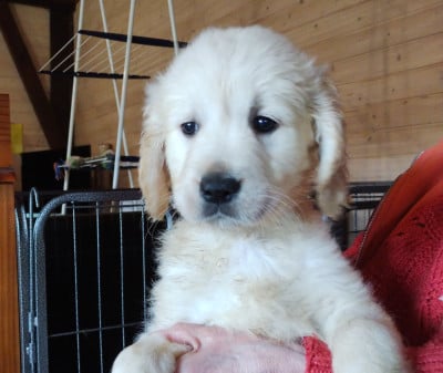 Les chiots de Golden Retriever