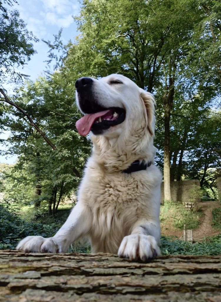 Publication : Des Mille Nuances De Douceur Auteur : Stéphanie DEMELLE