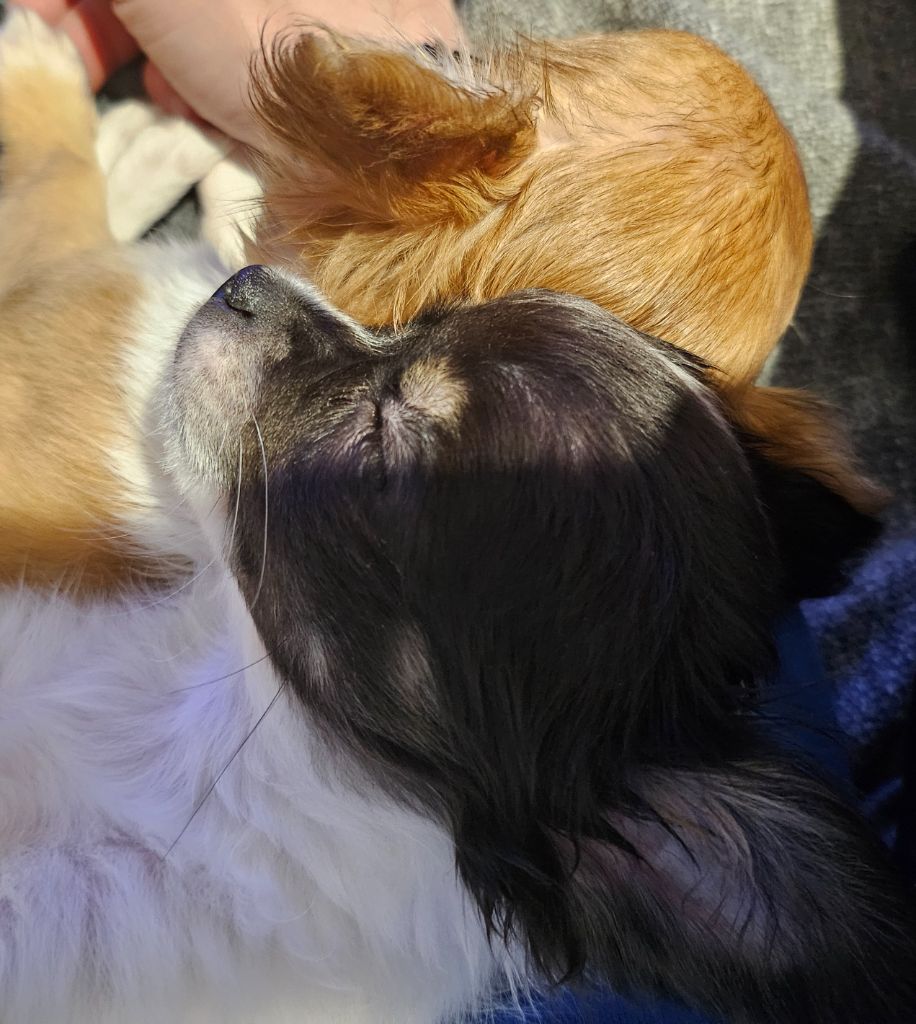 Publication : Des Mille Nuances De Douceur Auteur : Stéphanie DEMELLE