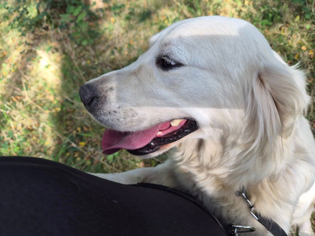 Publication : Des Mille Nuances De Douceur Auteur : Stéphanie DEMELLE