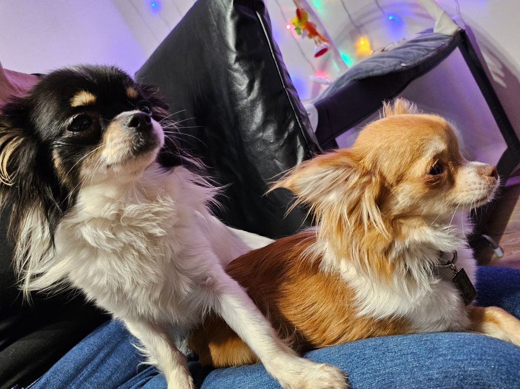 Publication : Des Mille Nuances De Douceur Auteur : Stéphanie DEMELLE