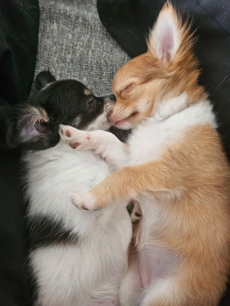 Publication : Des Mille Nuances De Douceur Auteur : Stéphanie DEMELLE