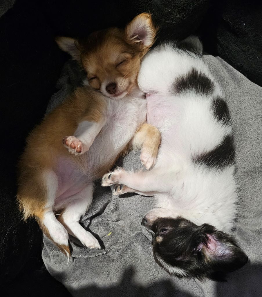 Publication : Des Mille Nuances De Douceur Auteur : Stéphanie DEMELLE