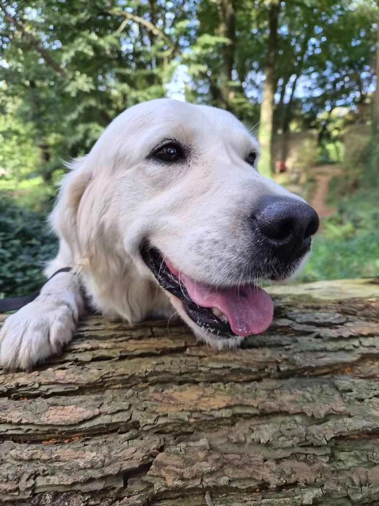 Publication : Des Mille Nuances De Douceur Auteur : Stéphanie DEMELLE