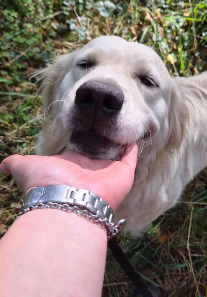 Publication : Des Mille Nuances De Douceur Auteur : Stéphanie DEMELLE