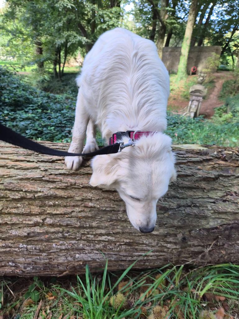 Publication : Des Mille Nuances De Douceur Auteur : Stéphanie DEMELLE