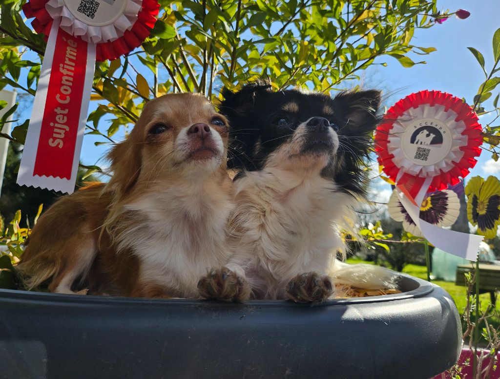 Publication : Des Mille Nuances De Douceur Auteur : Stéphanie DEMELLE