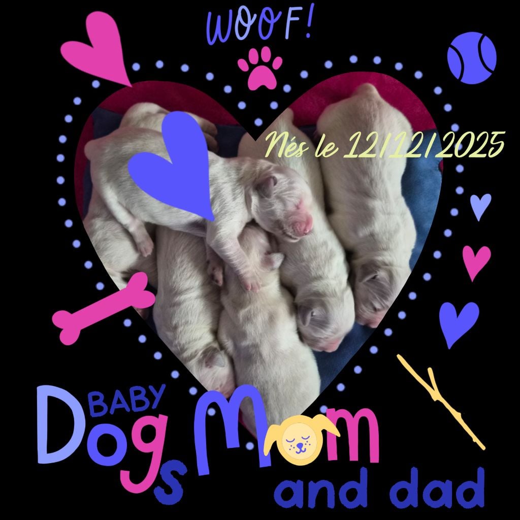 Golden Retriever - Des Mille Nuances De Douceur