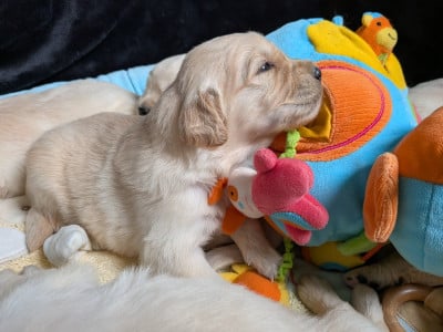 Les chiots de Golden Retriever