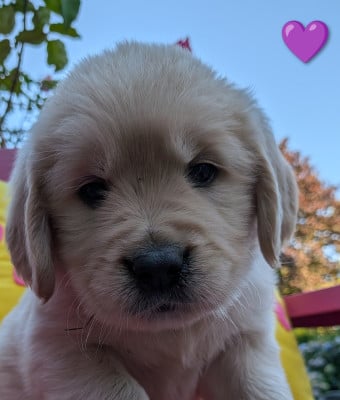 Les chiots de Golden Retriever