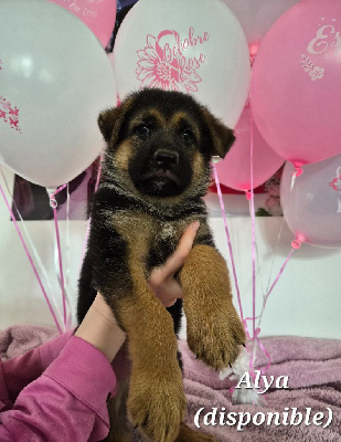 Les chiots de Berger Allemand