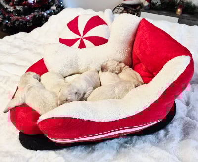 Les chiots de Golden Retriever