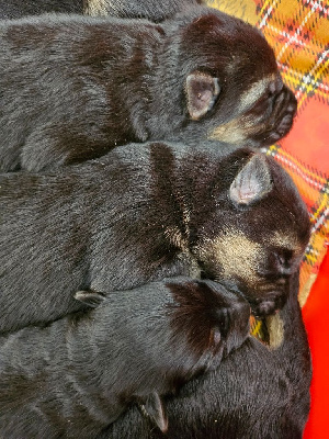 Les chiots de Berger Allemand