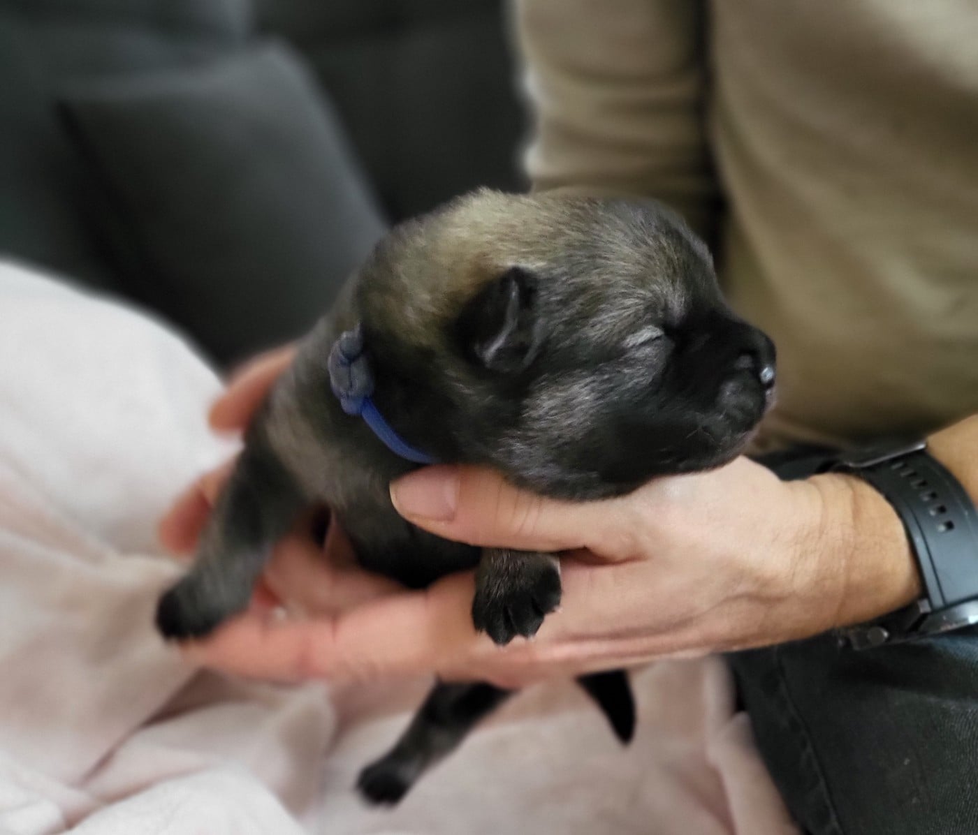 Chiot N°1 bleu foncé