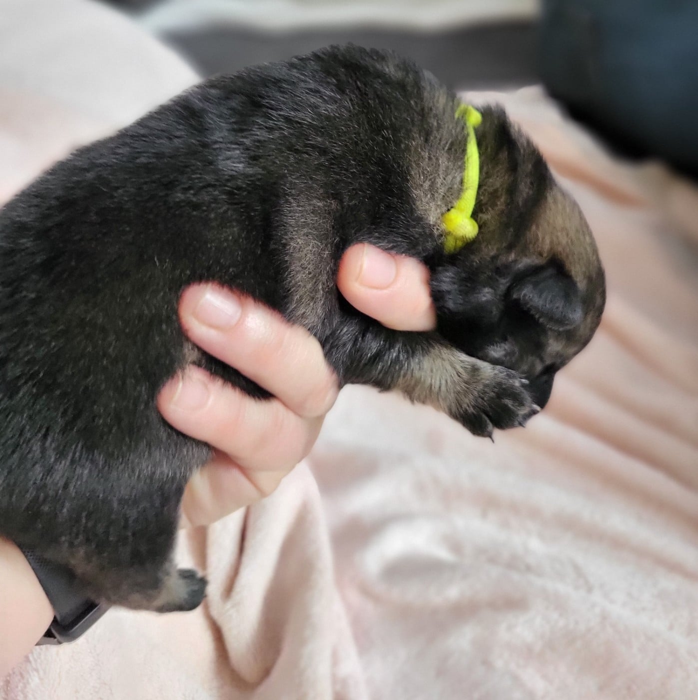 Chiot N°4 miss jaune