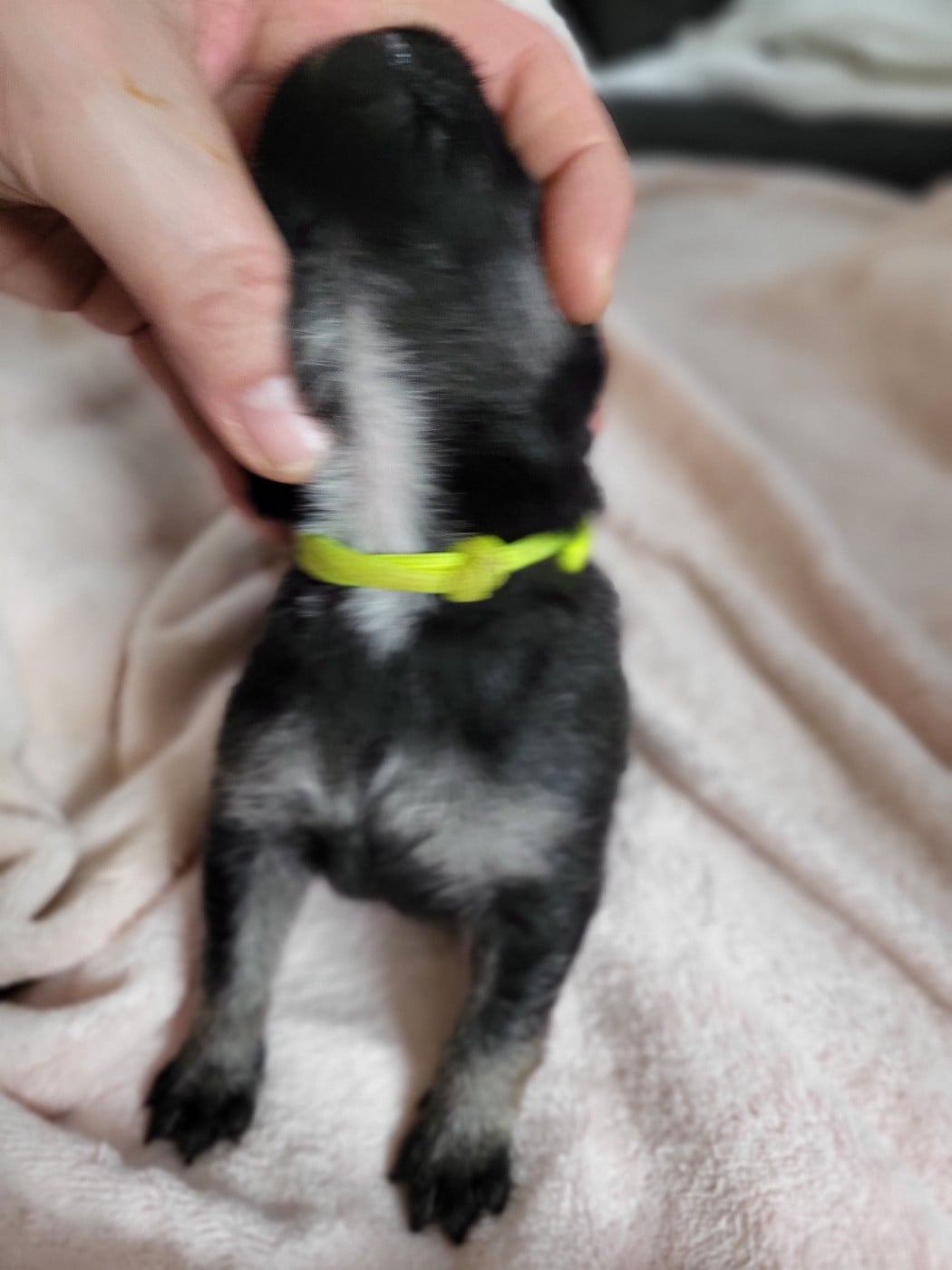 Chiot N°4 miss jaune