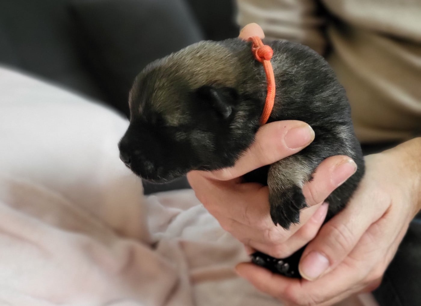 Chiot N°5 miss orange