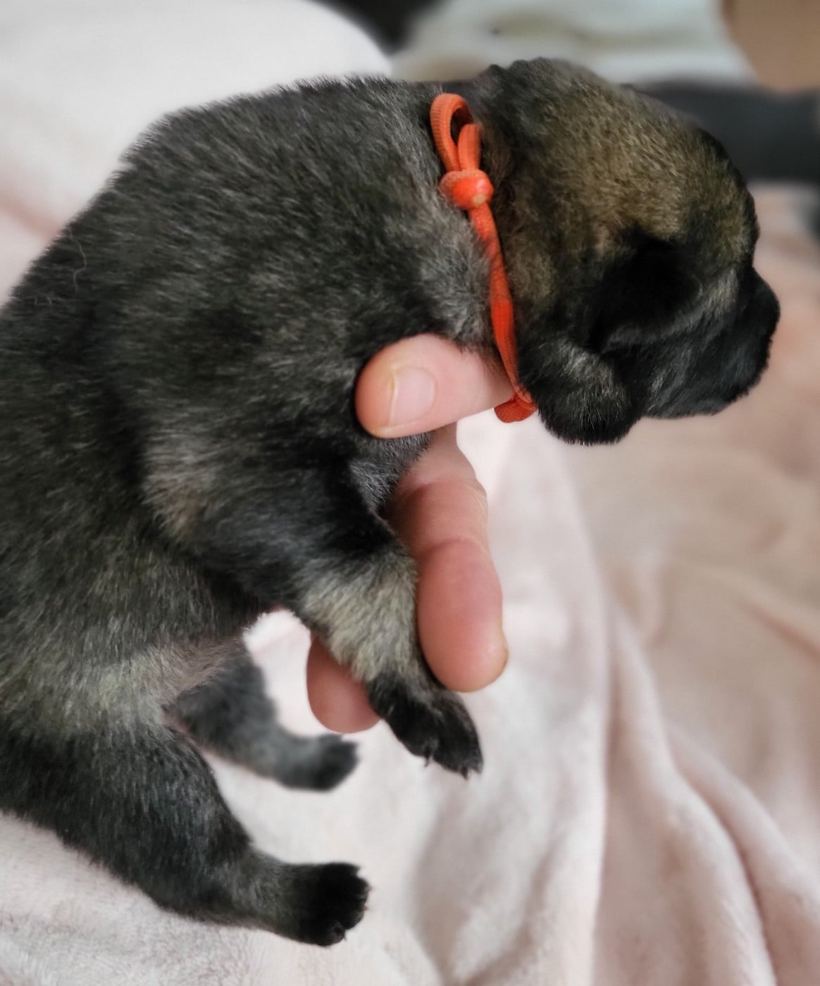 Chiot N°5 miss orange