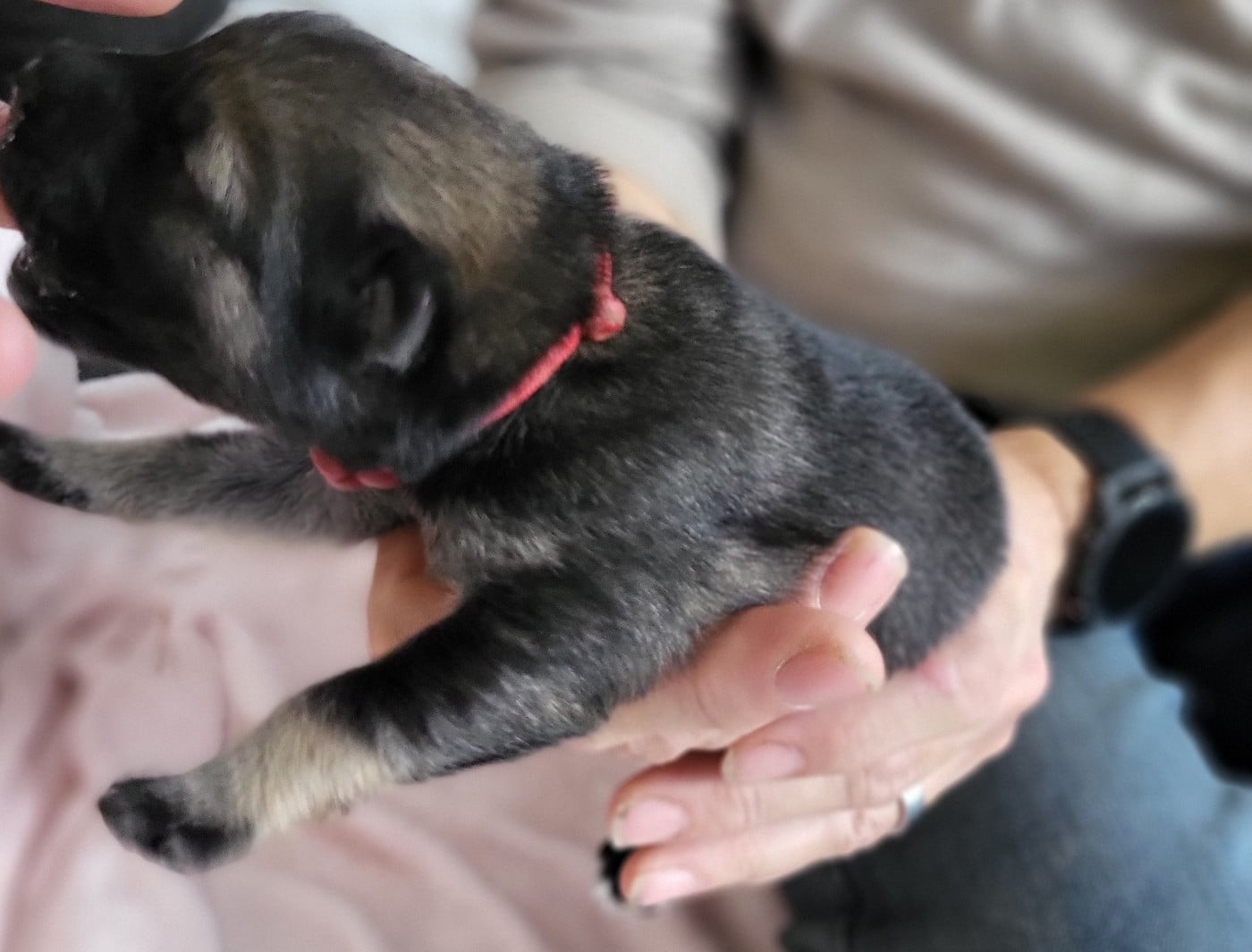 Chiot N°6 miss rouge