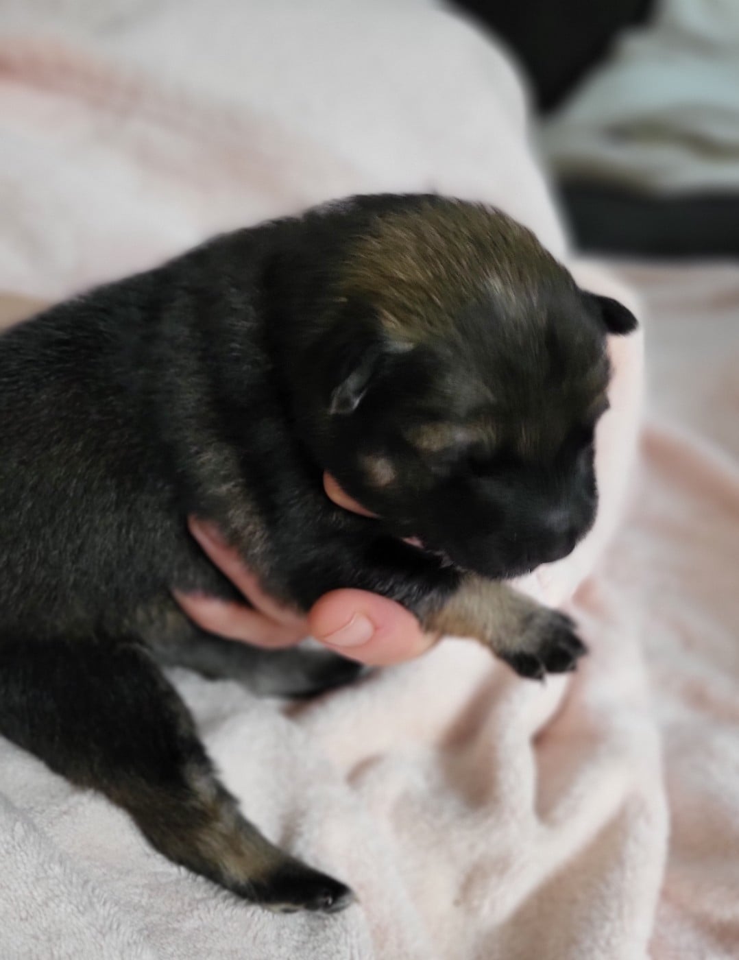 Chiot N°6 miss rouge